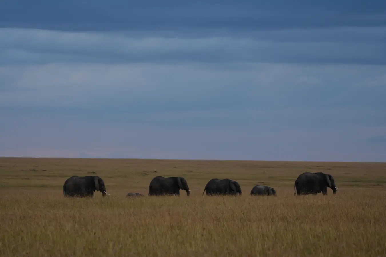 N bɛ fara Afiriki kan BUBO kama